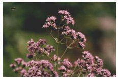 origanum vulgare