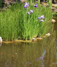 acqua laghetto