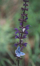 salvia pratensis