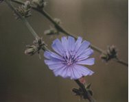 fiori secchi